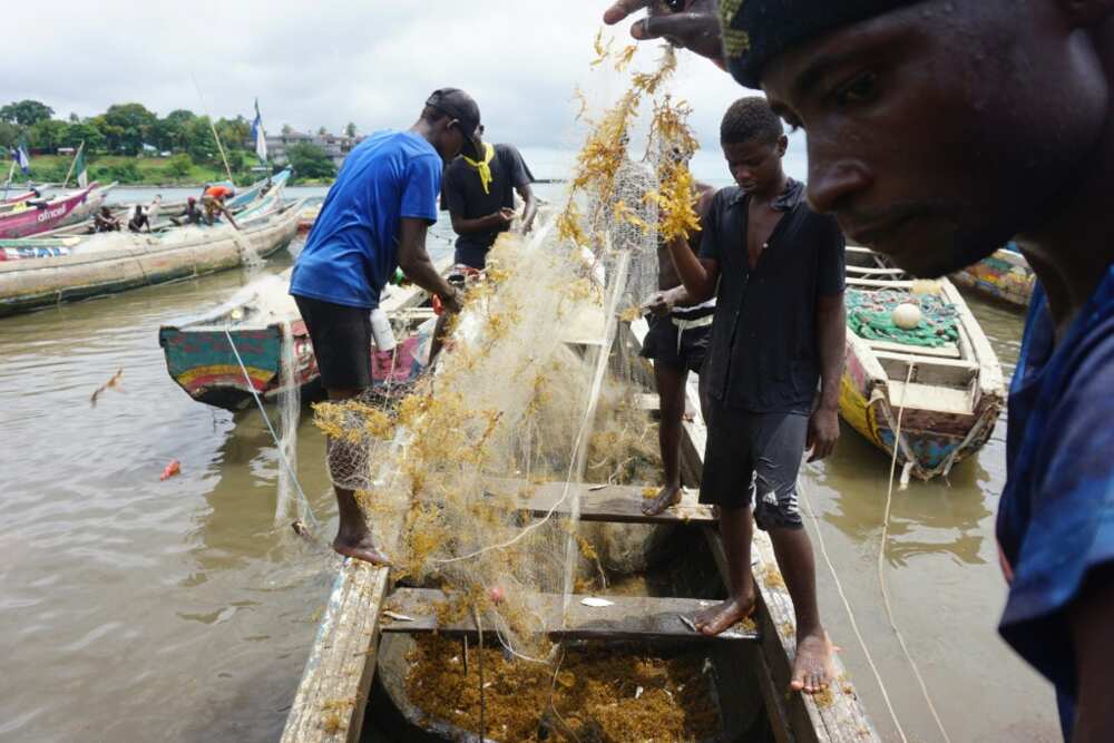 Floating seaweed has for weeks choked Sierra Leone's otherwise pristine coastline