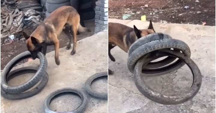 Clever dog, four tyres, teeth