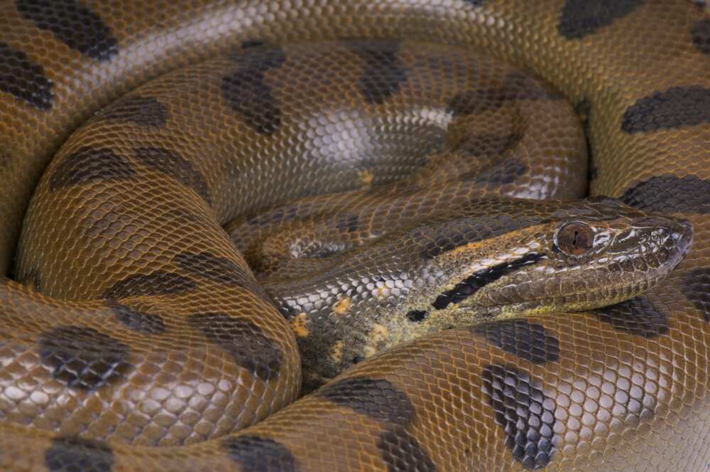 L'Anaconda vert (Eunectes murinus).
Photo : Getty Images