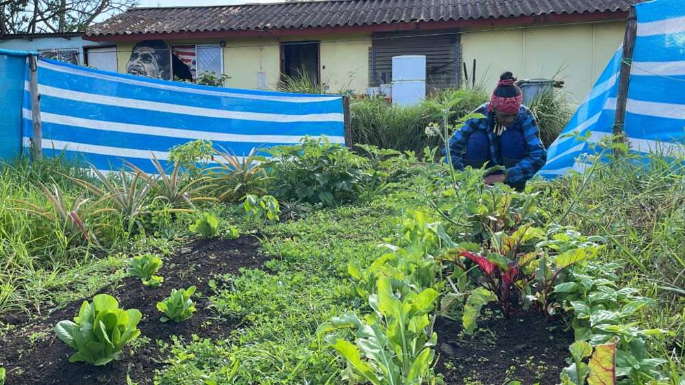 Local Easter Island inhabitants like Olga Ickapakarati took to growing their own food during the pandemic as their tourism based income disappeared due to the islands' borders being closed