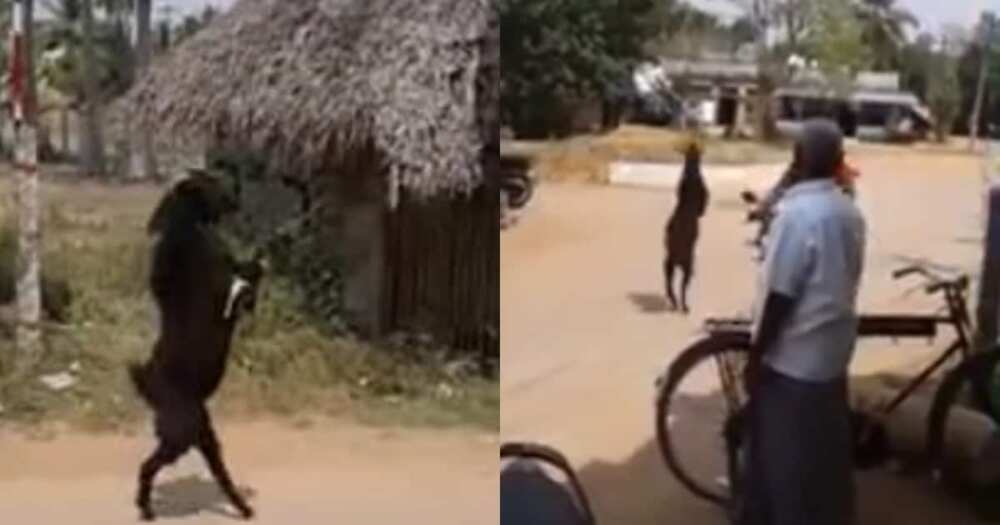 Jama'a sun saki baki wurin kallon akuyar da ke yawo da kafafu biyu Jama'a sun saki baki wurin kallon akuyar da ke yawo da kafafu biyu