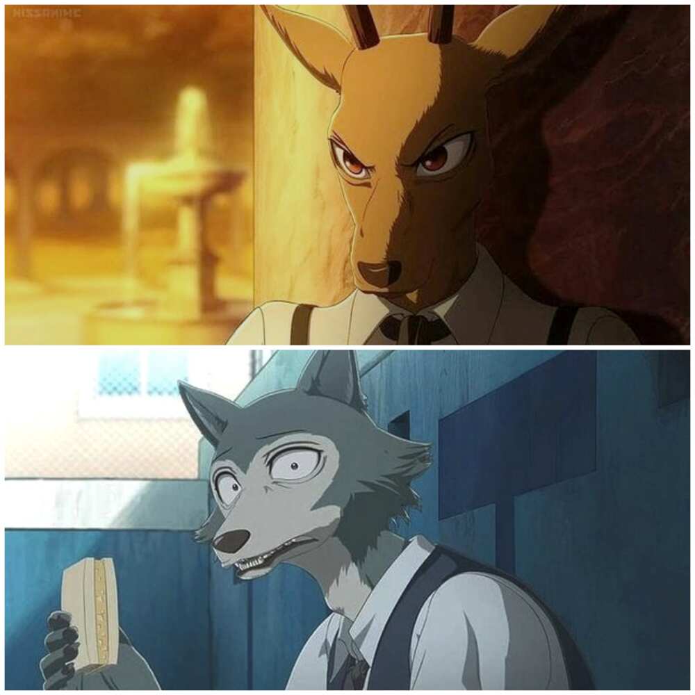 Les carnivores et herbivores de Beastars