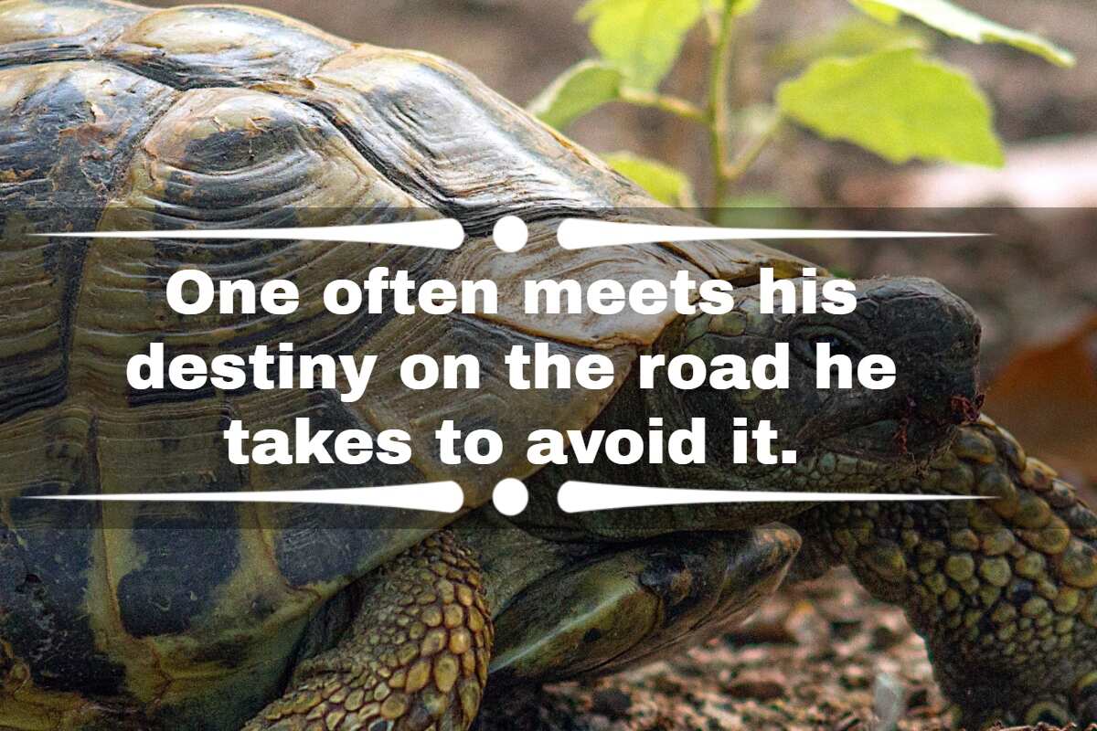 30 Master Oogway's Quotes From The Wise Kung Fu Panda Tortoise - Legit.ng