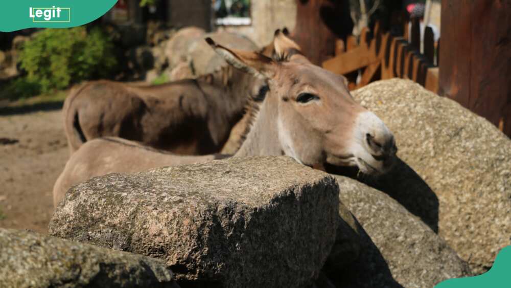 The donkey lays its head on a stone on a sunny day