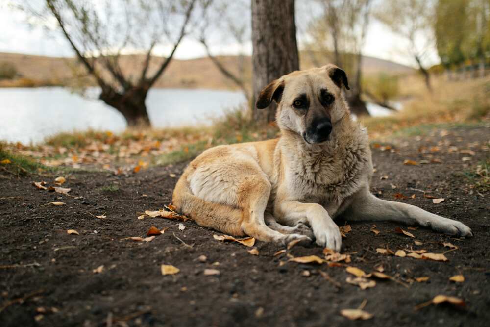 Kangal shepherd dog in the forest by the lake