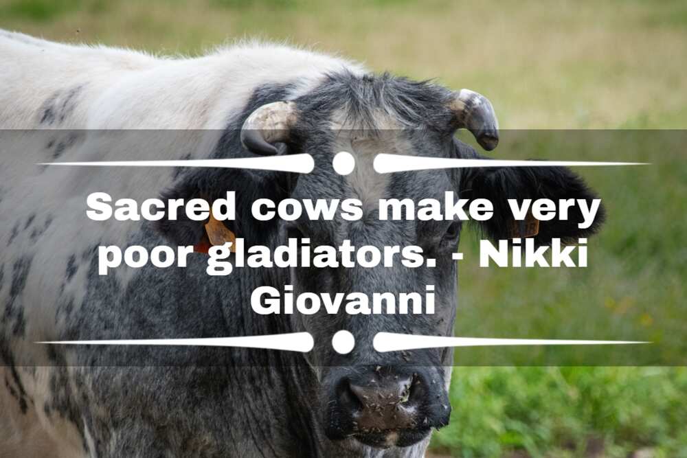 cow one-liners