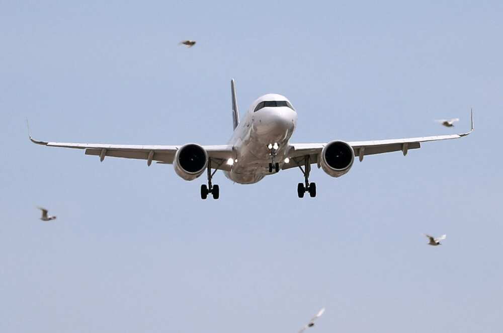 Bird attack on airplane