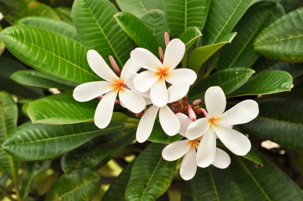 Close up of plumeria in bloom on a tree