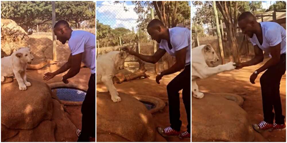 Rough Play: BBNaija's Omashola Gets Extra Cozy with Lion, Exchanges Handshake