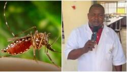 Cure for HIV at last? Hope rises as Nigerian scientist starts mosquito farm, says it has curative enzymes
