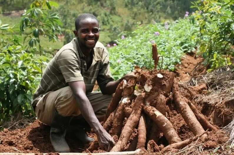 Cassava production in Nigeria