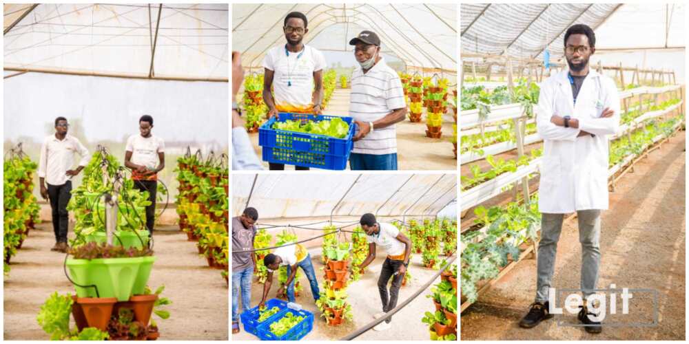 Crops Grown in the Air are More Healthier, Nigerian man who Plants in the Air Gives Details