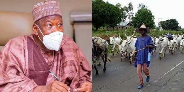 Northern governor gives lasting solution, says movement of cattle to south should be banned