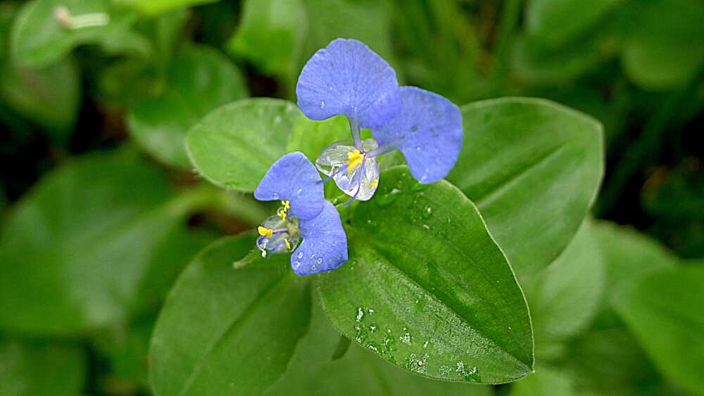 Commelina benghalensis