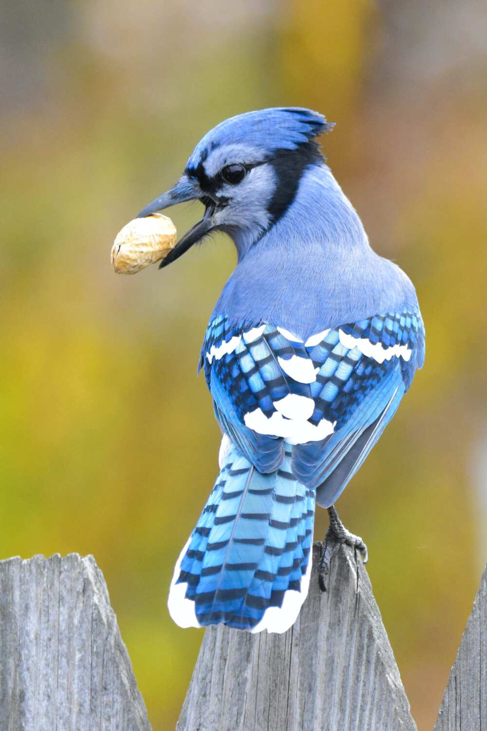 Coolest birds in the world Coolest birds in the world