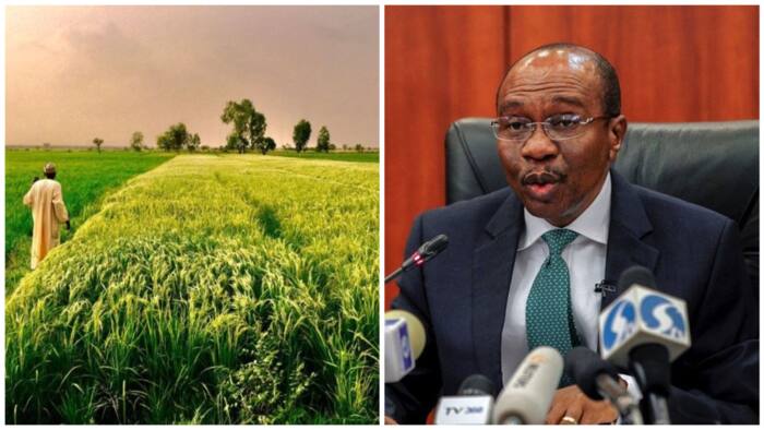Nigerian farmers reach an agreement to start exporting local Rice to Egypt, CBN will be proud