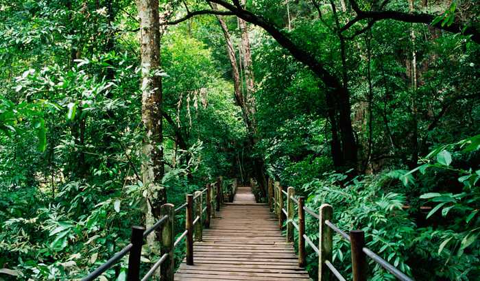 Nigerian forest