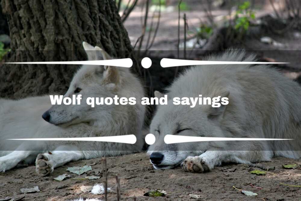 Wolf quotes