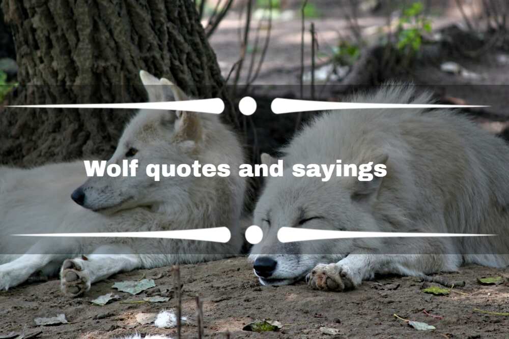 Thoughtful wolf quotes and sayings that describe the beast inside 