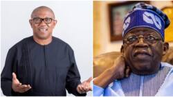 2023: 'Tinubu is far better than Obi', prominent PDP chieftain blasts Labour Party presidential candidate