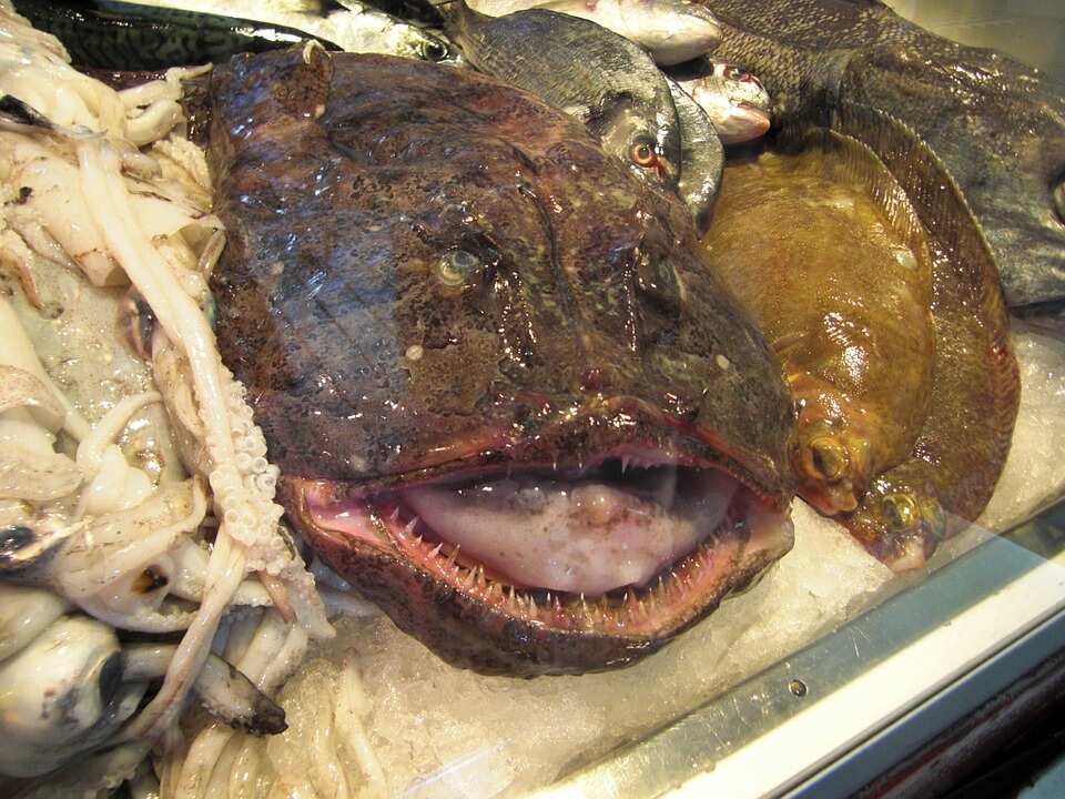 ugliest fish