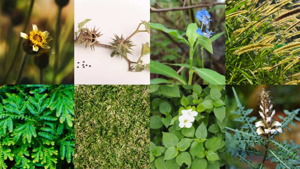 common weeds and their scientific names with pictures in nigeria