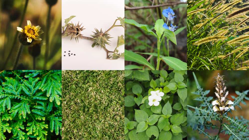 common weeds and their scientific names with pictures in nigeria common weeds and their scientific names with pictures in nigeria