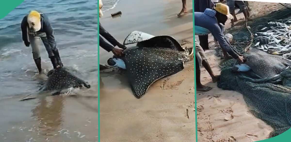 Video: See the fish this fisherman caught, it is worth N91 million