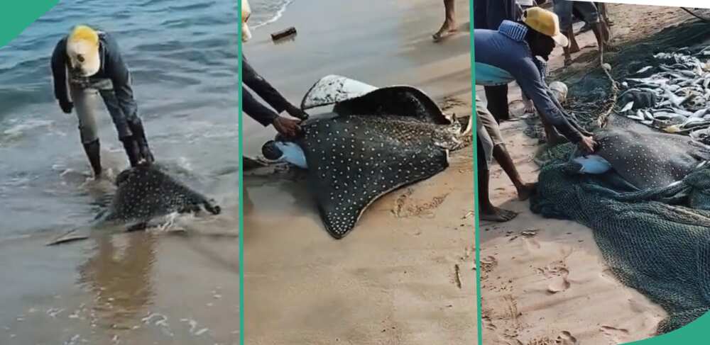 It is Worth N91m: Lucky Man Catches Rare Fish Called Dotted Stingray,  Video Warms Hearts 