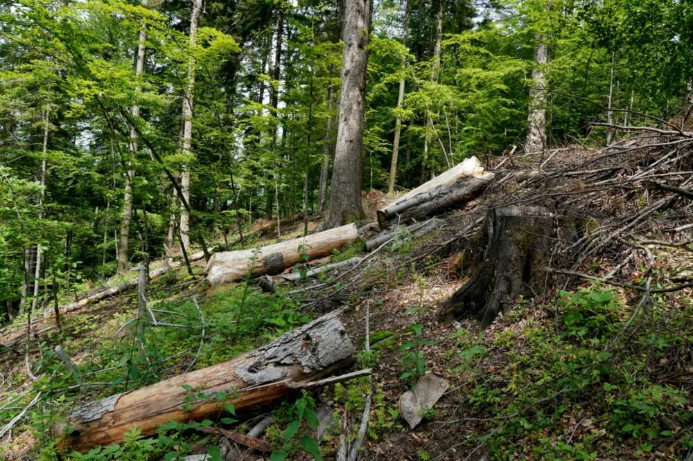 Poland's state forestry agency owns the majority of forests