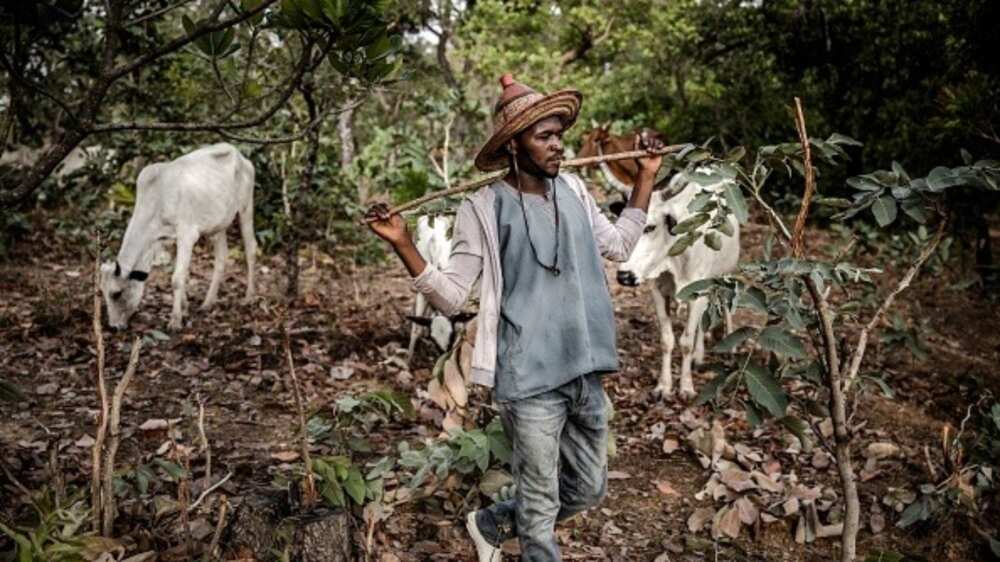 We’re tired of open grazing, says Miyetti Allah, begs Ondo govt for ranching