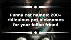 Funny cat names: 200+ ridiculous pet nicknames for your feline friend