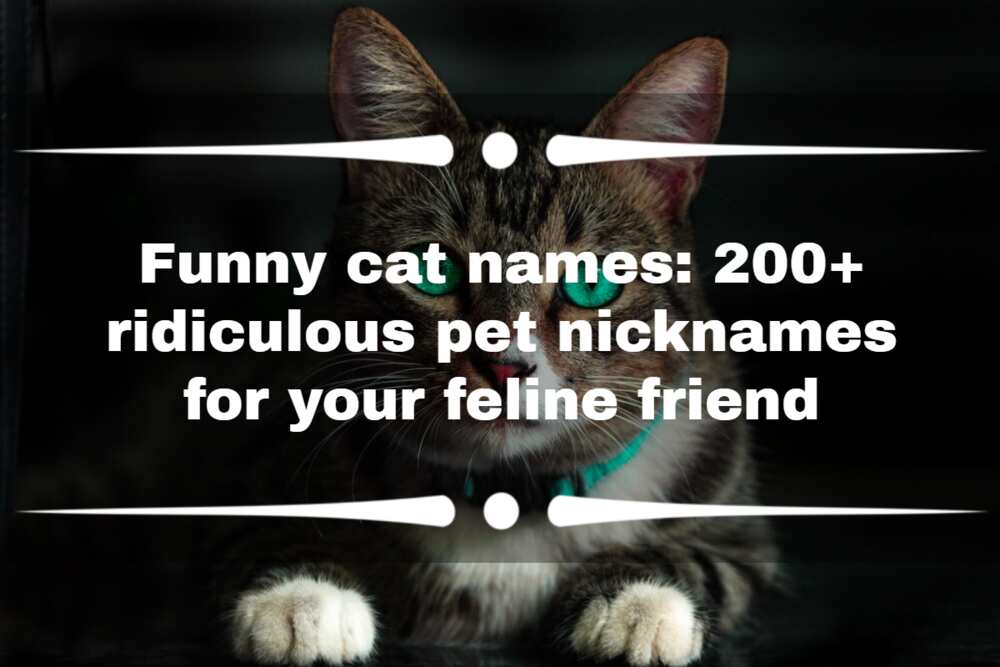 Funny cat names 200+ ridiculous pet nicknames for your feline friend