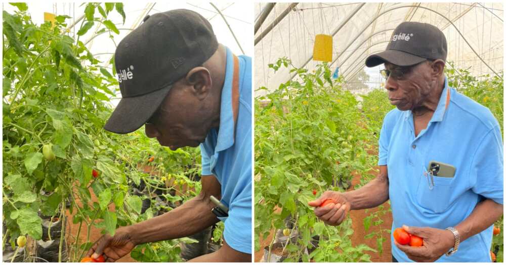 Obasanjo’s farm: Court Remands 4 Suspects for Burning Former President's Farmland