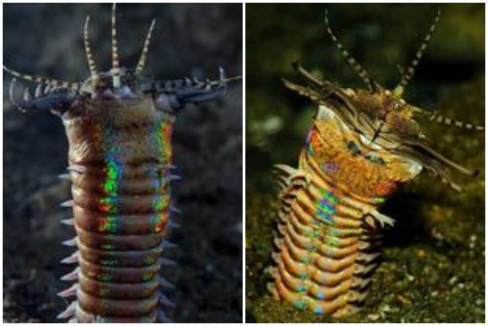 Terrifying animal Terrifying animal