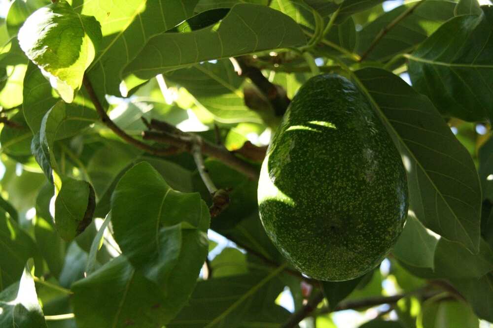 faire pousser un avocat