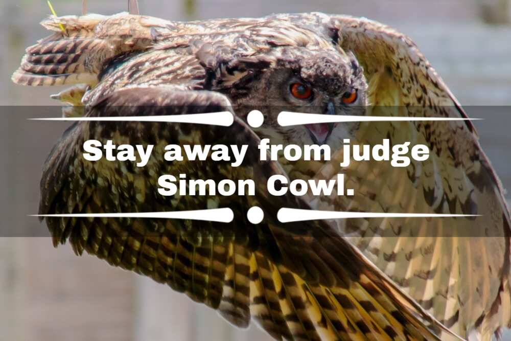 owl knock knock jokes owl knock knock jokes