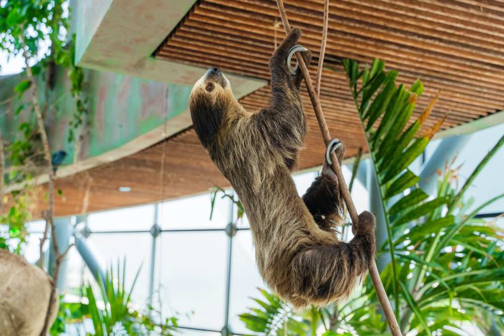 dumbest animals in the world dumbest animals in the world