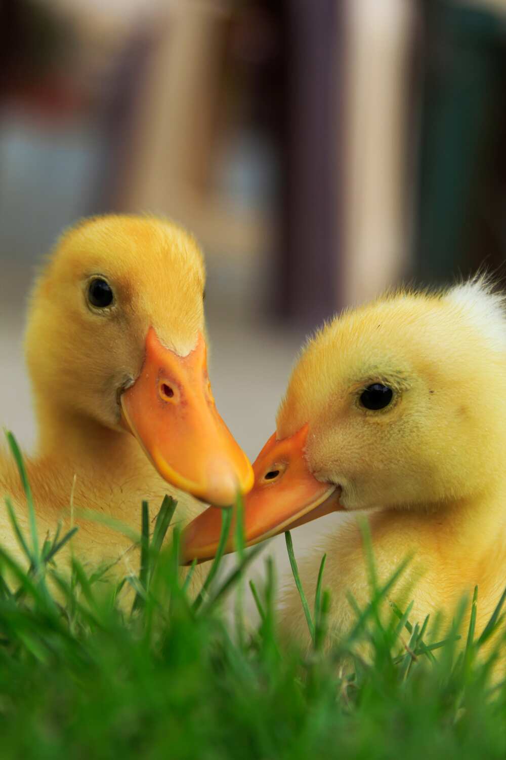 Good duck names Good duck names
