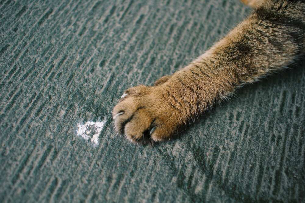 Patte de chat