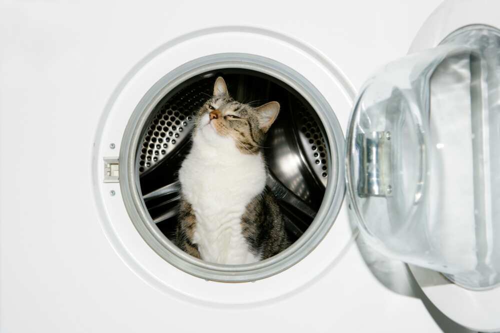 Chat dans le sèche-linge.