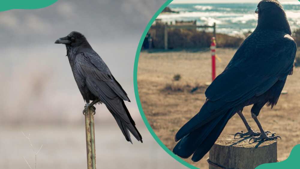 A black raven (L). An American crow perching on brown-wooden post (R)