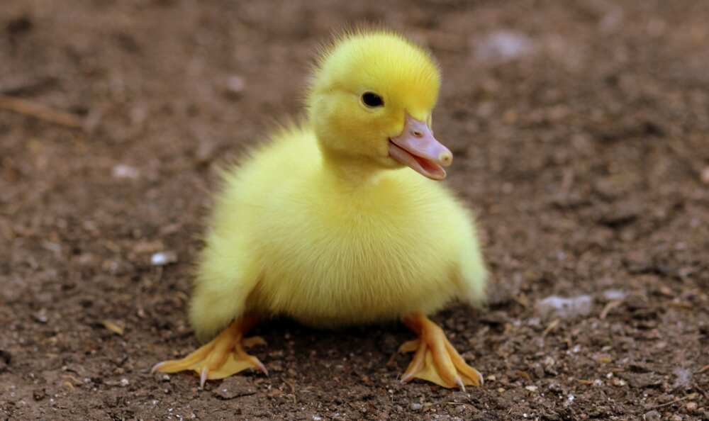 duck names duck names