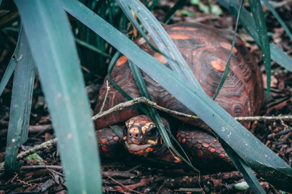 What are some cute tortoise names?