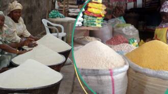 Households to face more hardship as price of garri skyrockets to N72,000 per 100kg bag