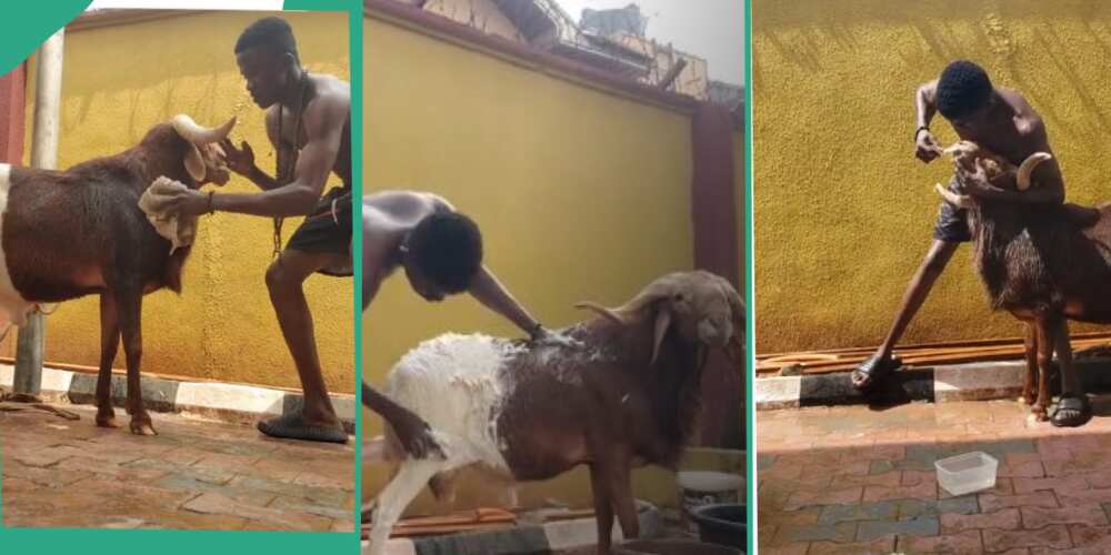Man, goat, bathing, brushing