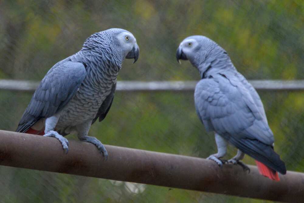 smartest bird in the world