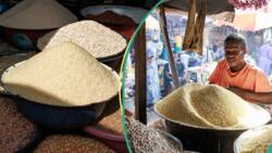 FG moves to crash rice price, purchases 58,500 tons to saturate the market