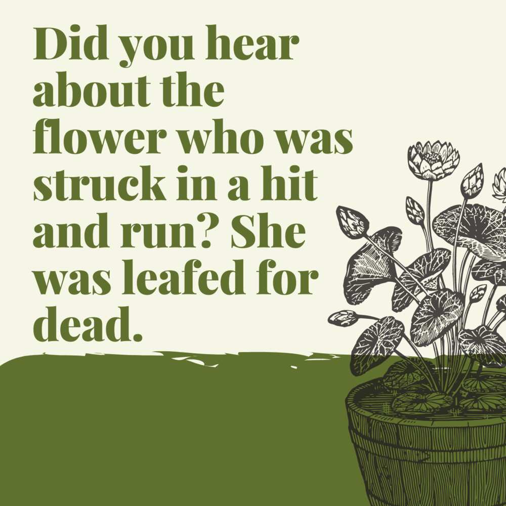 flower plant puns flower plant puns
