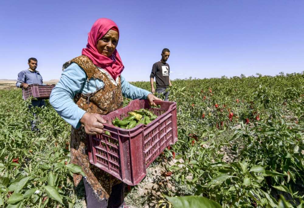 Workers harvest green peppers, the profits from which are used for financing the Makhtar boarding school